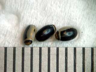 cimg0139-stick-insect-eggs