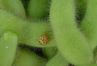 Mexican Bean Beetle on Soybeans