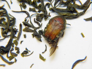 Beetle found in Tazo Green Tea