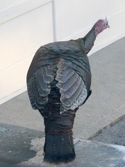 Turkey on the Patio
