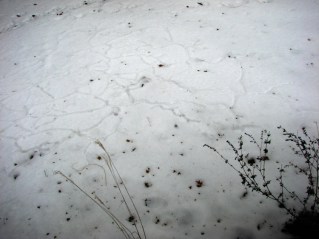 Mouse tunnels in the snow