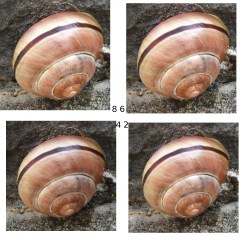 Snail