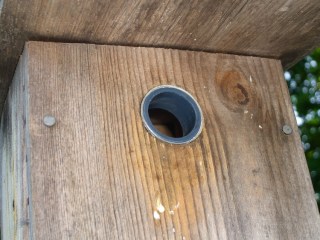 Wren-sized entrance reducer in place