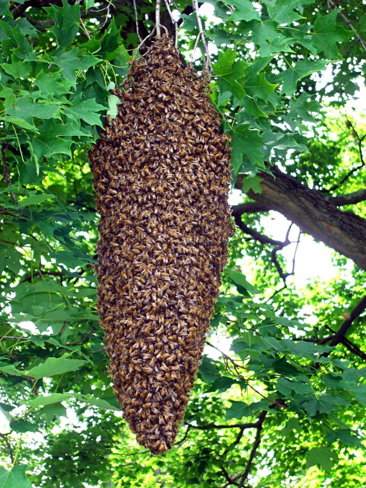 cimg3467 - Swarm cluster Swarm cluster