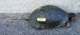 Radio-Equipped Turtle