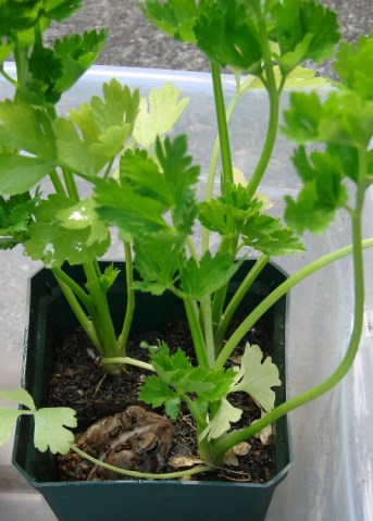 Toad in planter cell