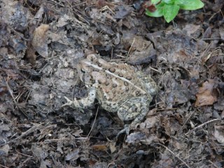 Toad in garden