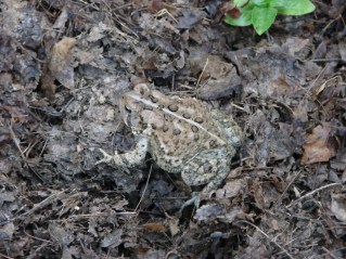 Toad in garden