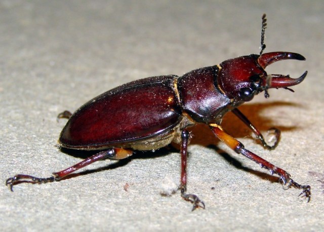 Staghorn Beetle