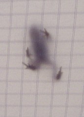 Tree Frog - View Through Tent