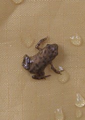 Tree Frog - Natural Light