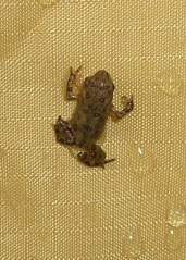 cimg3787 - Tree Frog - Flash