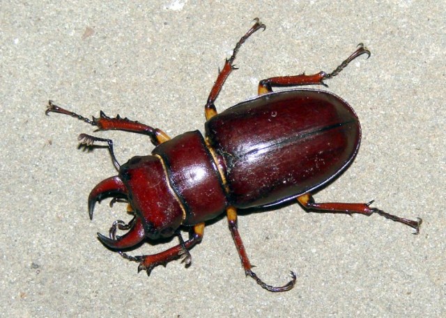 Staghorn Beetle - top