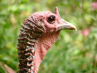 dsc02698 - Turkey Closeup Tom Turkey Closeup