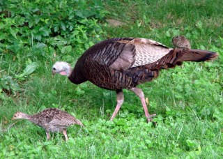 dsc03873 - Turkey hen with chicks Turkey hen with chicks