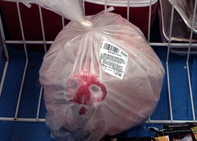 Fresh Whole Pig Head