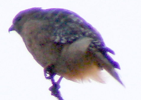 dsc04803 - Coopers Hawk Detail - Violet Fringing Coopers Hawk Detail - Violet Fringing