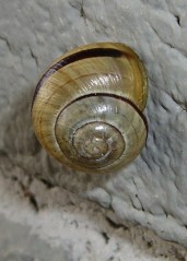 cimg4222 - Snail Snail
