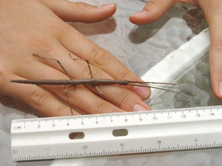 Stick Insect - 125 mm overall