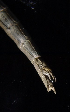 Stick Insect Egg Laying