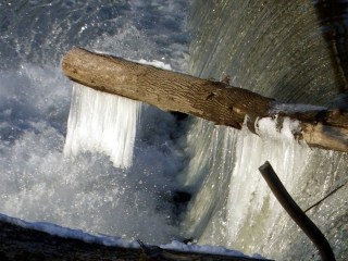 cimg4276 - Tree trunk icicle toothbrush Tree trunk icicle toothbrush
