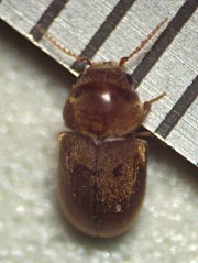 Chili Powder Beetle - dorsal