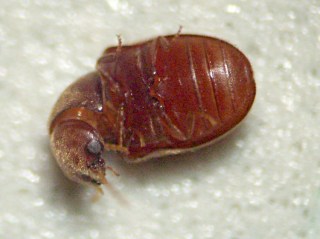 Chili Powder Beetle - ventral