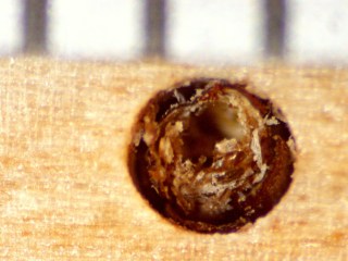 cimg4415 - Banana stand pupal case Banana stand pupal case