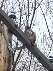 Red Tailed Hawk - detail