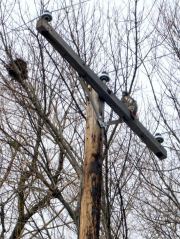 Red Tailed Hawk keeping watch