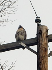 Red-Tailed Hawk with fluffy underwear