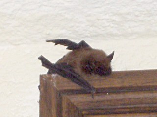 cimg4466 - Brown Bat in Skinner Hall - Vassar Brown Bat in Skinner Hall - Vassar