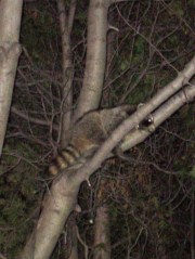 Raccoon in tree