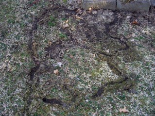 Mouse tunnels in the grass