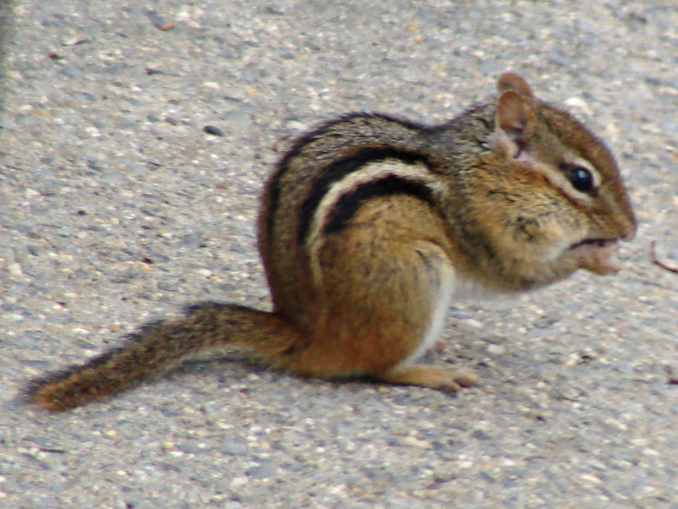 dsc05136 - Chipmunk with sunflower seeds Chipmunk with sunflower seeds