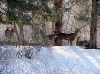 Five-deer herd