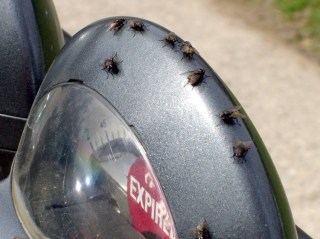 Flies on parking meter