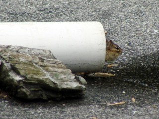 Chipmunk peering from drainpipe