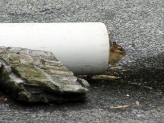 Chipmunk peering from drainpipe