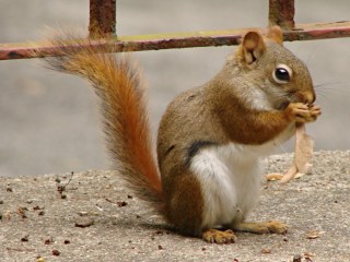 Red Squirrel - side