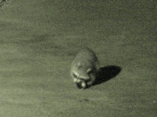 Raccoon vs cans - 4