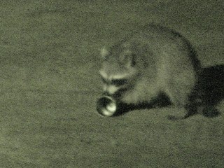 Raccoon vs cans - 5