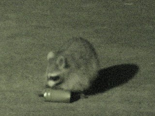 Raccoon vs cans - 6