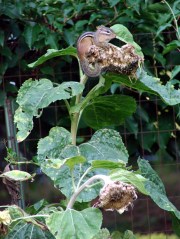 Chipmunk atop sunflower