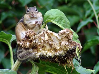 Chipmunk stuffing cheek pouches