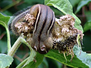 Getting the last seed