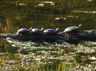 cimg5389 - Vassar Farm Turtles Vassar Farm Turtles