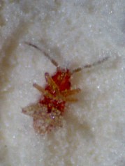 Bedbug nymph in powder