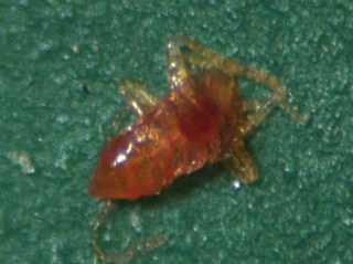 Bedbug nymph