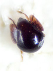 Spherical insect - dorsal